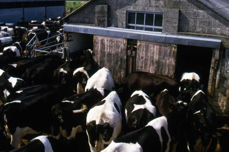 cowswaitingtobemilked.jpg