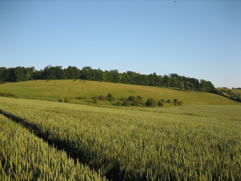 standingcorn.jpg